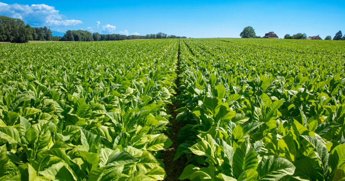 Blog Smart Agriculture: Leveraging Technology for Optimal Crop Monitoring and Management